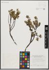 Foto von Salix waldsteiniana Willd.